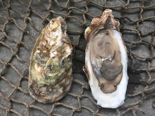 Pipers Point Oyster - 100 count